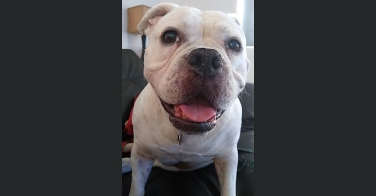 Shelbee, a Bulldog and American Pit Bull Terrier mix tested with EmbarkVet.com