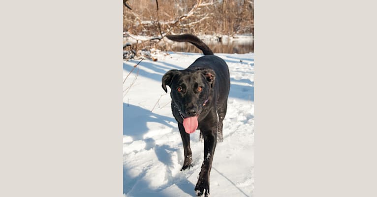 Madasyn, a Labrador Retriever and American Foxhound mix tested with EmbarkVet.com