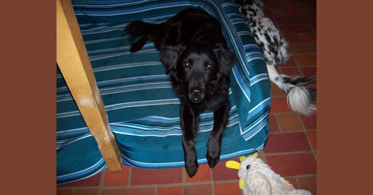 Sheba, a Golden Retriever and Labrador Retriever mix tested with EmbarkVet.com