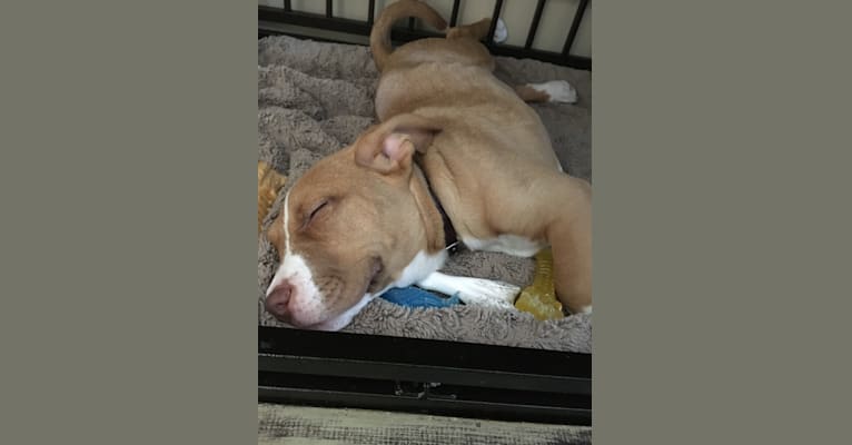 Photo of Leo, an American Pit Bull Terrier and Boxer mix in Connecticut, USA