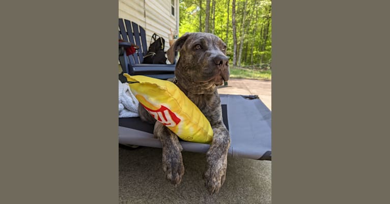 Photo of Murphy, an American Pit Bull Terrier, Mastiff, and American Staffordshire Terrier mix in Scituate, Rhode Island, USA