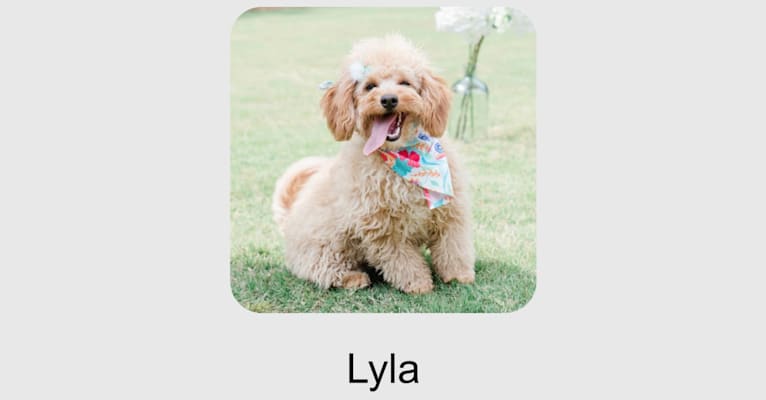 Lyla, a Goldendoodle tested with EmbarkVet.com