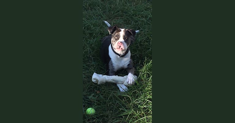 Queen’s Reign, an American Bulldog tested with EmbarkVet.com