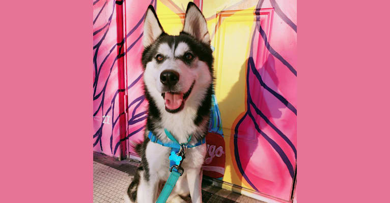 Zulia, a Siberian Husky and Chow Chow mix tested with EmbarkVet.com