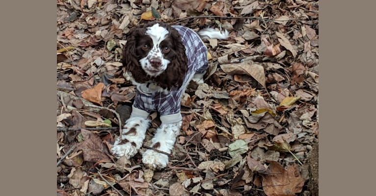 Piper, a Cocker Spaniel tested with EmbarkVet.com