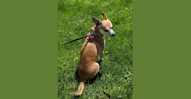 Wally, a Chihuahua and Pomeranian mix tested with EmbarkVet.com