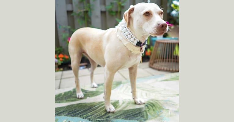 Photo of Willa, an American Pit Bull Terrier and American Staffordshire Terrier mix in Indiana, USA