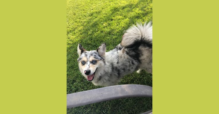 Moana, a Pomsky tested with EmbarkVet.com