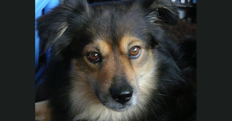 Photo of Leon, an European Village Dog 