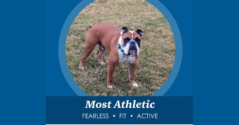 Embark Dog Dna Test Breed