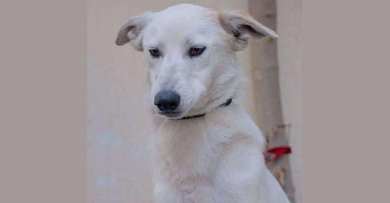 Pavlova, a West Asian Village Dog tested with EmbarkVet.com