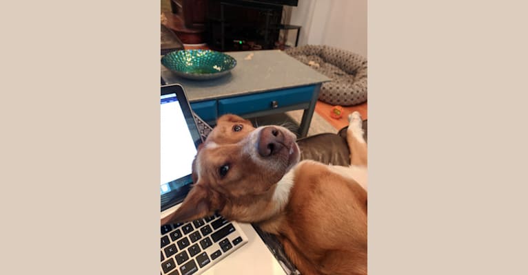 Yogi, a Labrador Retriever and Collie mix tested with EmbarkVet.com