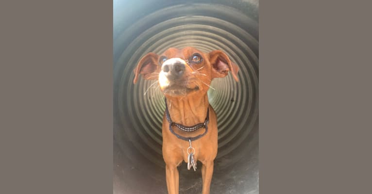 Finn Dobby Montgomery, a Miniature Pinscher tested with EmbarkVet.com