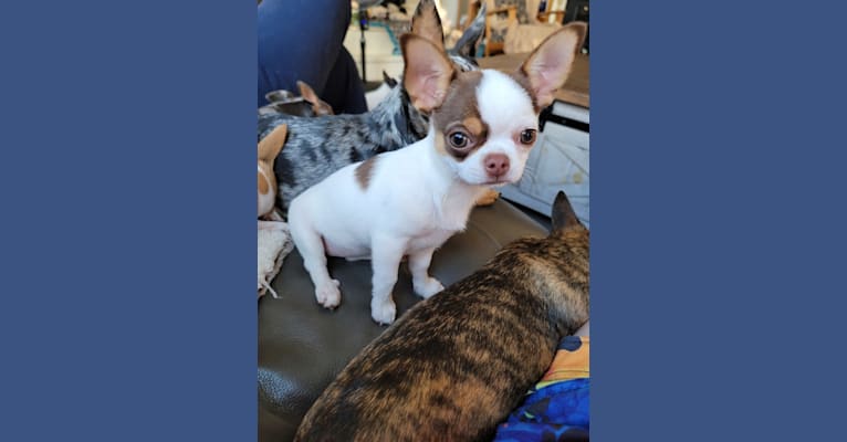 Ryleigh, a Chihuahua tested with EmbarkVet.com