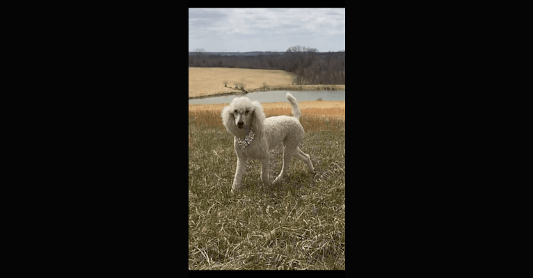 LaCie, a Poodle (Standard) tested with EmbarkVet.com