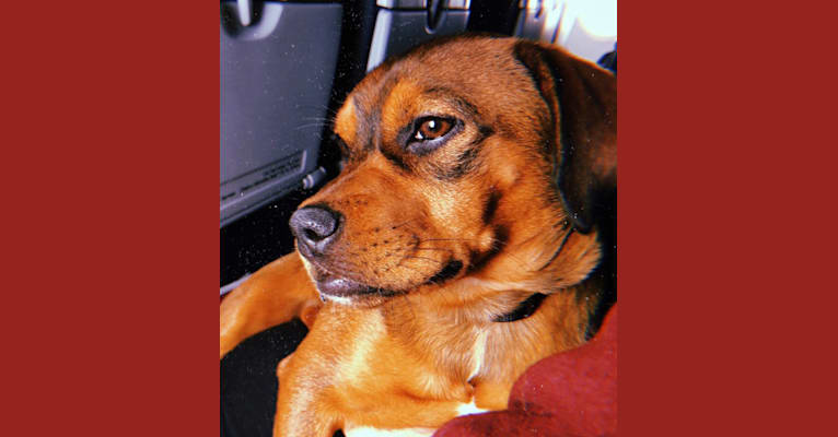 Embark Dog DNA Test Breed