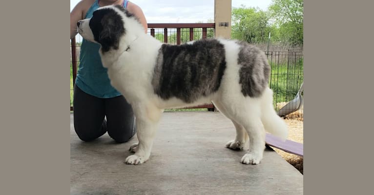 Orion, a Pyrenean Mastiff tested with EmbarkVet.com