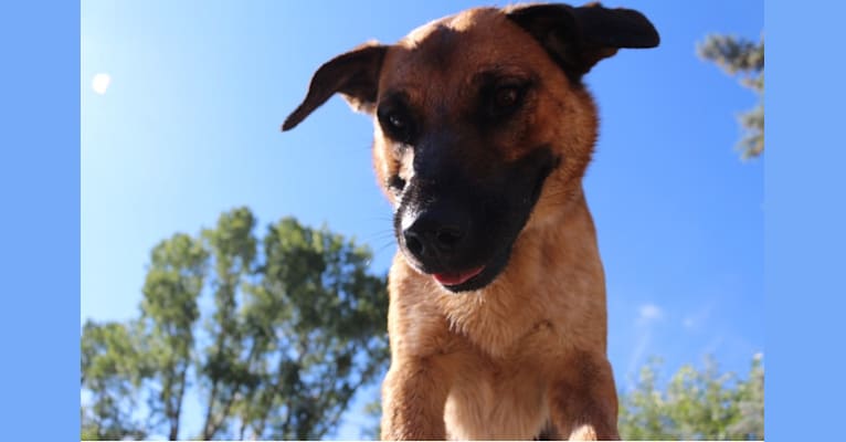 Duke, a German Shepherd Dog and Australian Cattle Dog mix tested with EmbarkVet.com