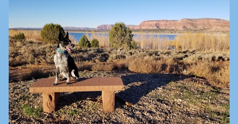 Annie, an Australian Cattle Dog and American Pit Bull Terrier mix tested with EmbarkVet.com