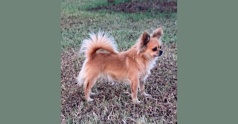 Flora, a Chihuahua tested with EmbarkVet.com