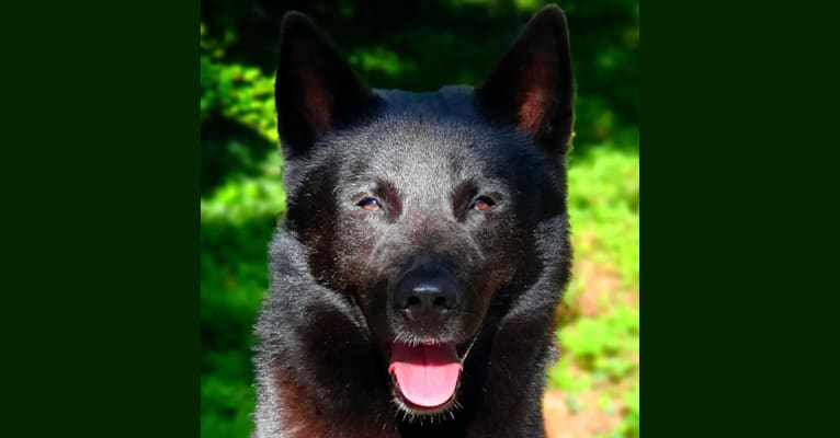 Moshae, a Canaan Dog tested with EmbarkVet.com