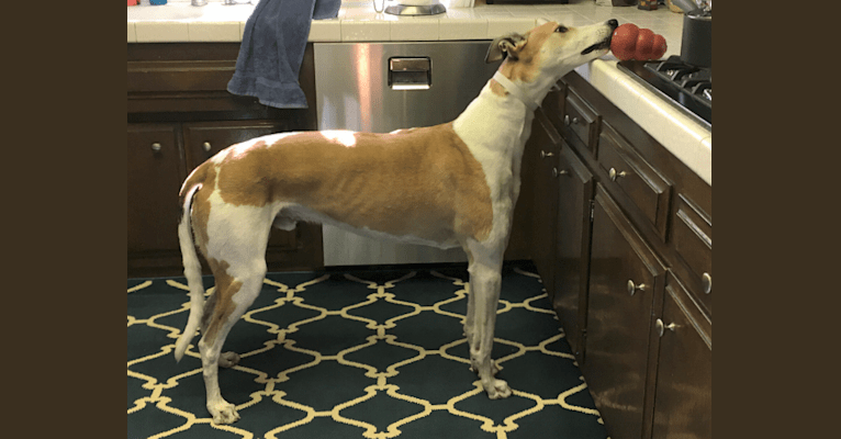 Coe, a Greyhound tested with EmbarkVet.com