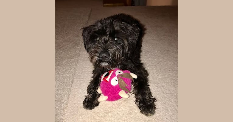 Maxwell (Supaypawawa), a Miniature Schnauzer and Silky Terrier mix tested with EmbarkVet.com