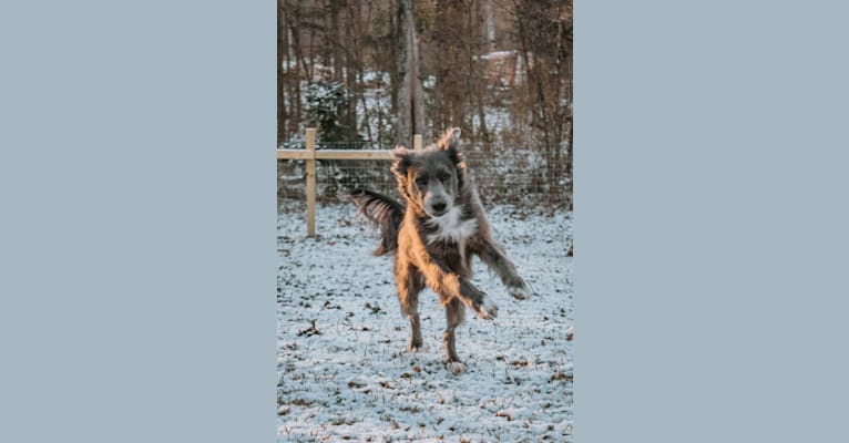 Photo of "Camber Tilt for Speed" aka Cam, an American Pit Bull Terrier, Pembroke Welsh Corgi, and Dachshund mix in Jackson, Georgia, USA