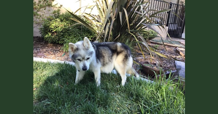 SHALIMAR'S KATRINA MALI, an Alaskan Klee Kai tested with EmbarkVet.com