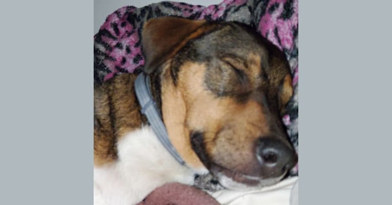 Gigi, a Labrador Retriever and American Pit Bull Terrier mix tested with EmbarkVet.com
