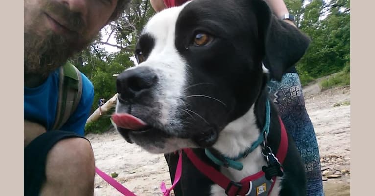 Frankie, an American Bulldog and American Pit Bull Terrier mix tested with EmbarkVet.com