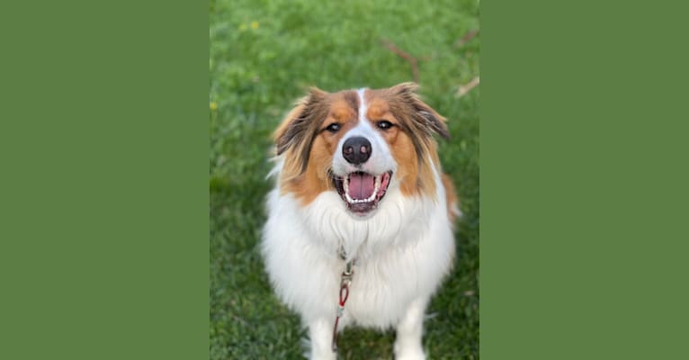 Milo, an English Shepherd tested with EmbarkVet.com