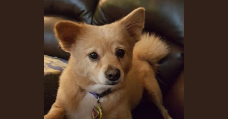 Photo of Piper, a Pomeranian, American Eskimo Dog, Australian Cattle Dog, and Mixed mix in Moncks Corner, South Carolina, USA