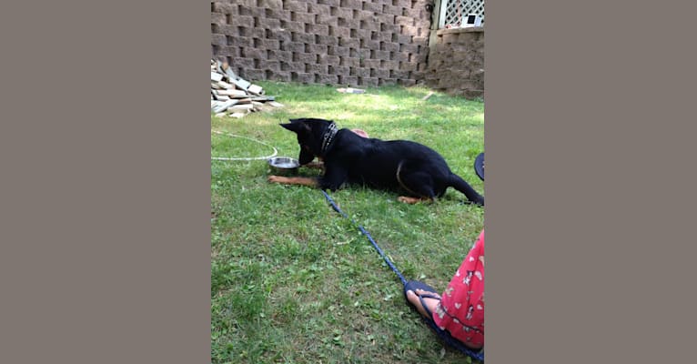 Harley, a German Shepherd Dog tested with EmbarkVet.com