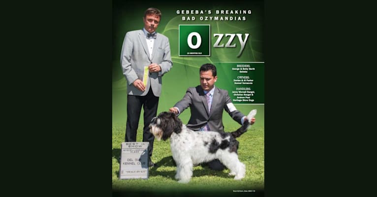 Gebeba's Breaking Bad Ozymandias "Ozzy", a Grand Basset Griffon Vendeen tested with EmbarkVet.com