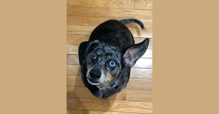 Oliver, a Dachshund and Chihuahua mix tested with EmbarkVet.com