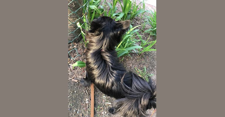 Leila, a Pomchi tested with EmbarkVet.com