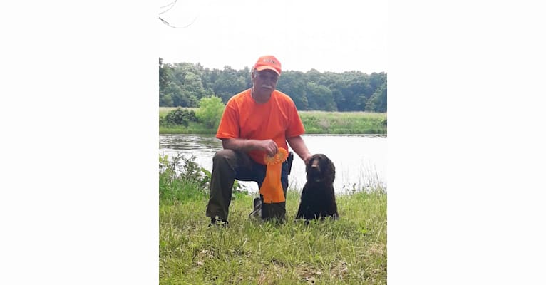 Little Brownies Dazzling Aurora, an American Water Spaniel tested with EmbarkVet.com