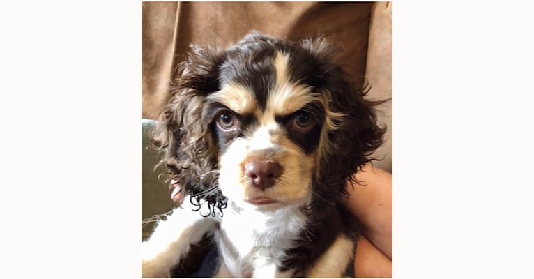 Photo of Archie, a Cocker Spaniel  in Georgetown, Texas, USA