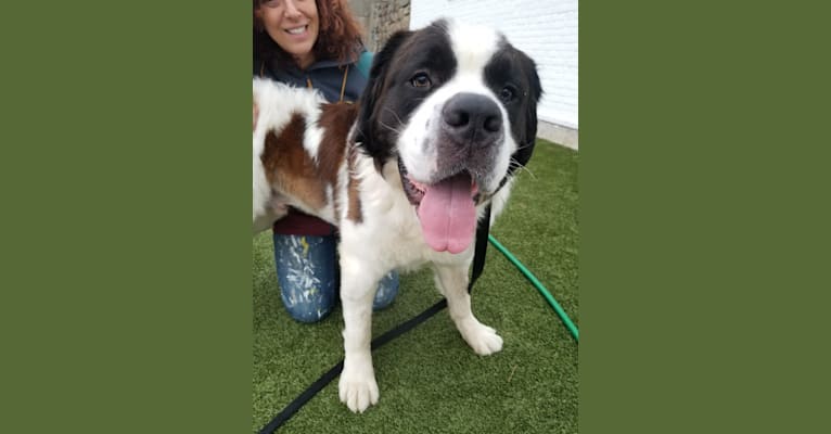 Waffles, a Saint Bernard tested with EmbarkVet.com