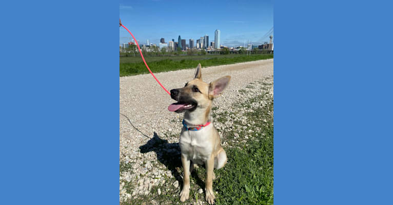 Maeby, a German Shepherd Dog and Australian Cattle Dog mix tested with EmbarkVet.com