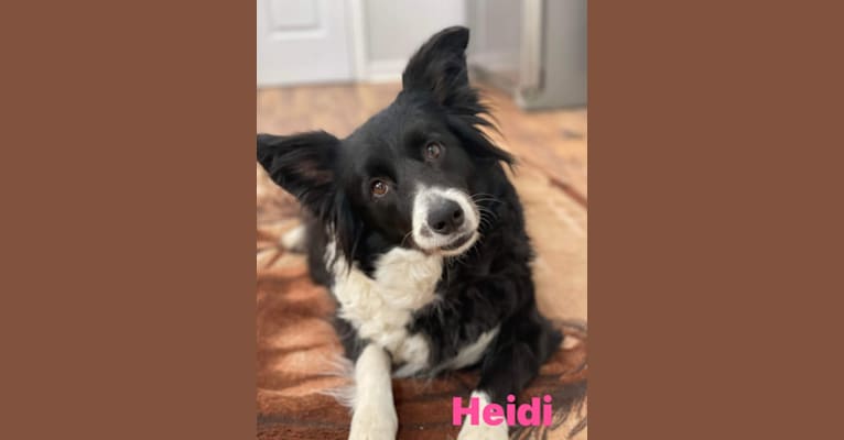 Heidi, a Border Collie tested with EmbarkVet.com