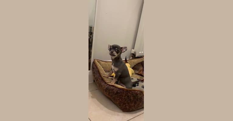 Chanel, a Chihuahua tested with EmbarkVet.com