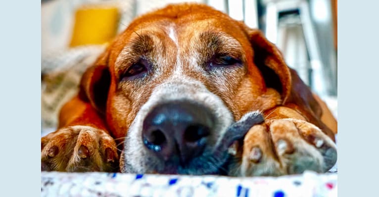 Charlotte, a Redbone Coonhound and Staffordshire Terrier mix tested with EmbarkVet.com