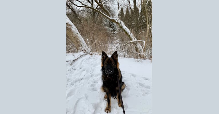 Luca, a German Shepherd Dog tested with EmbarkVet.com