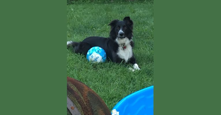 Rollo, a Border Collie and Australian Shepherd mix tested with EmbarkVet.com