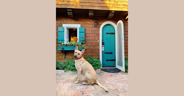 Galileo, an American Bully and German Shepherd Dog mix tested with EmbarkVet.com