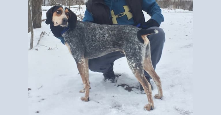 Fraley, an American English Coonhound tested with EmbarkVet.com