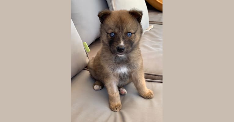 Thai, a Pomsky (7.5% unresolved) tested with EmbarkVet.com