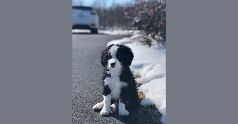 Photo of Lola, a Bernedoodle  in Millersburg, OH, USA